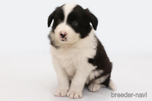 成約済の神奈川県のボーダーコリー-181035の2枚目